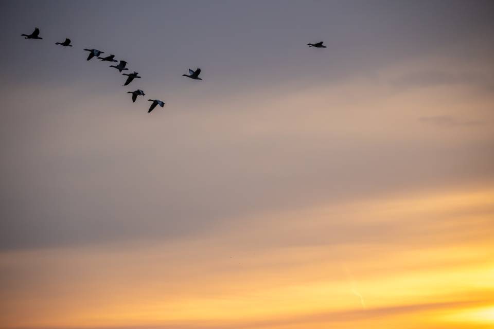 trek vogels